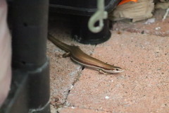 Marisora lineola