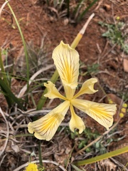 Iris bracteata