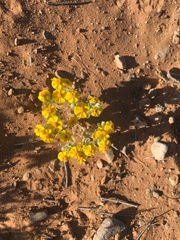 Eriophyllum wallacei