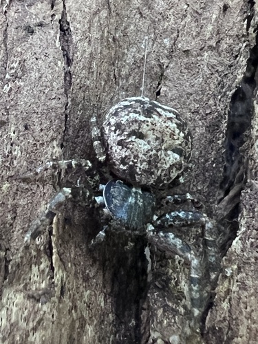 Multicolored Bark Crab Spider photo 3