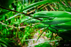 Polygonatum arisanense