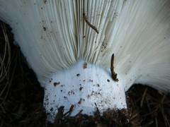 Russula brevipes acrior