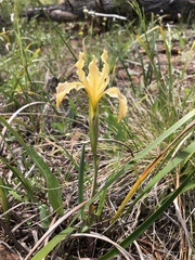 Iris bracteata