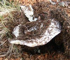 Russula brevipes acrior