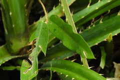 Cryptolepis sinensis