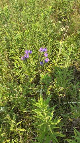 blue vervain
