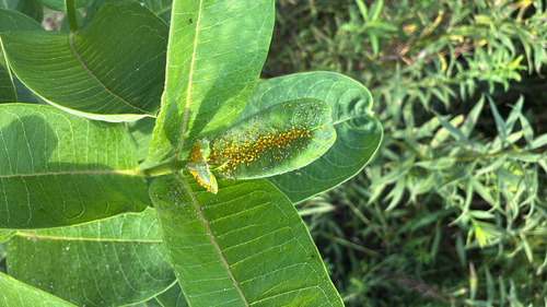 common milkweed