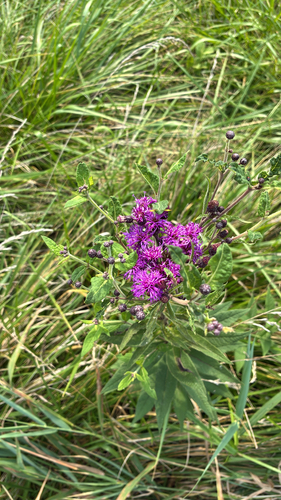Missouri Ironweed