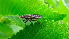 Euthycera zelleri