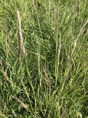 Arrhenatherum elatius