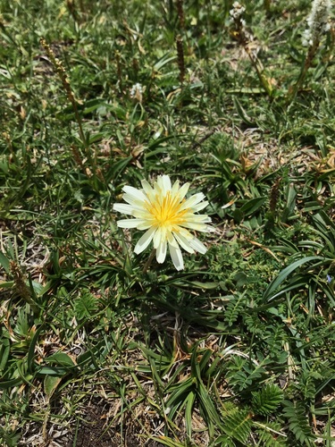 Taraxacum leucanthum, photograph 3