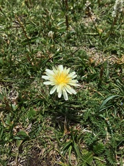 (c) 王天明, some rights reserved (CC BY) Taraxacum leucanthum, photograph (c) 王天明, some rights reserved (CC BY)