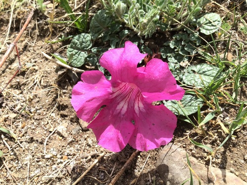 Incarvillea younghusbandii