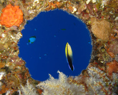 Labroides phthirophagus