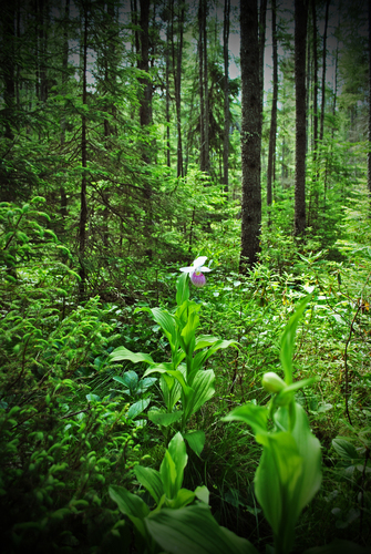 Showy lady slipper (Cypripedium reginae)