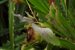 Cryptolepis sinensis