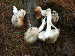 Amanita submaculata