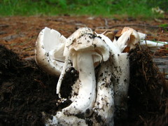 Amanita submaculata