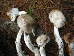 Amanita submaculata