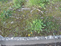 False Dandelion (Reichardia)