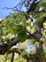 Ulmus glabra camperdownii