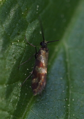 Micropterix tunbergella