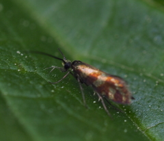 Micropterix tunbergella