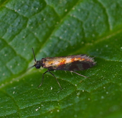 Micropterix tunbergella