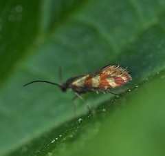 Micropterix tunbergella
