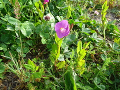 Oenothera rosea