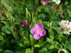 Oenothera rosea
