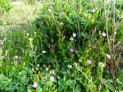 Oenothera rosea
