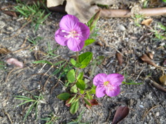 Oenothera rosea