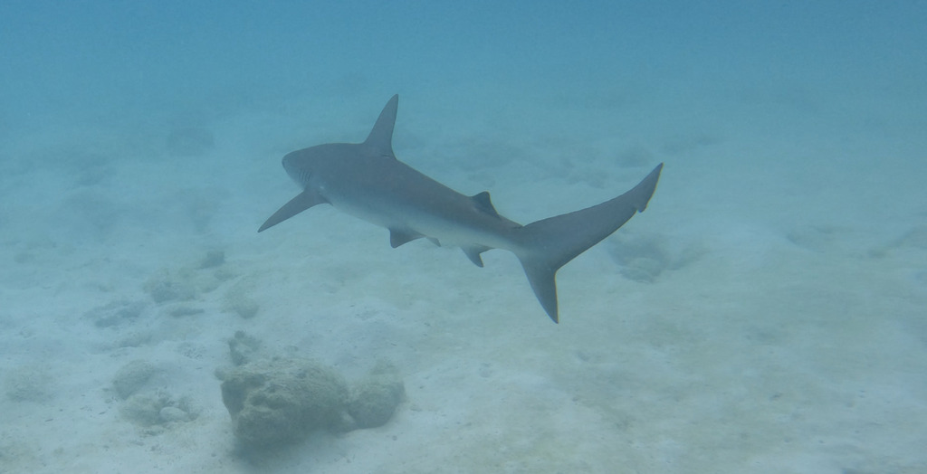 Galápagos shark swimming over pale sand in the Galápagos