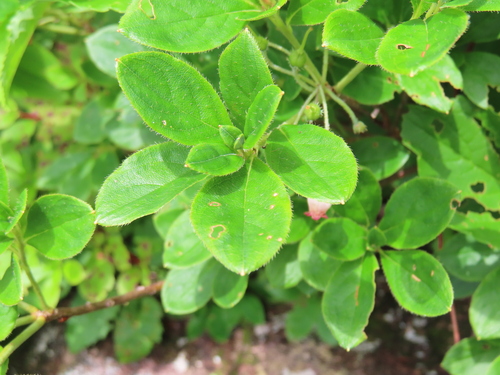 Rhododendron multiflorum, photograph 6
