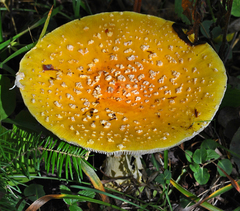 Amanita chrysoblema