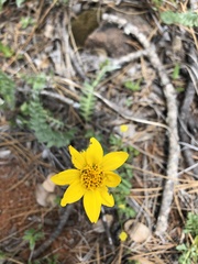 Balsamorhiza sericea