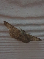 Ennominae