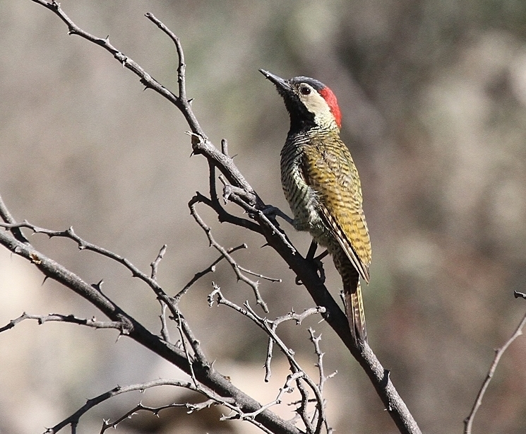 Black-Necked Woodpecker
