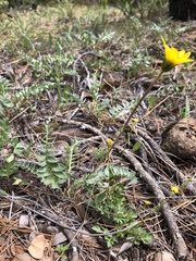 Balsamorhiza sericea