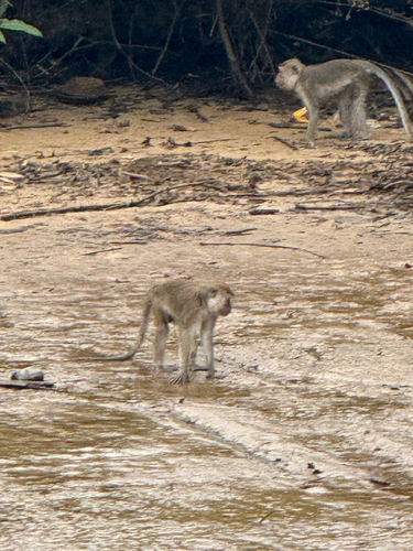 Long-tailed Macaque