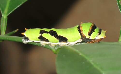 Citrus Swallowtail