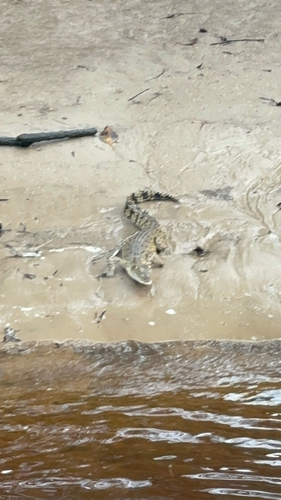 Saltwater Crocodile