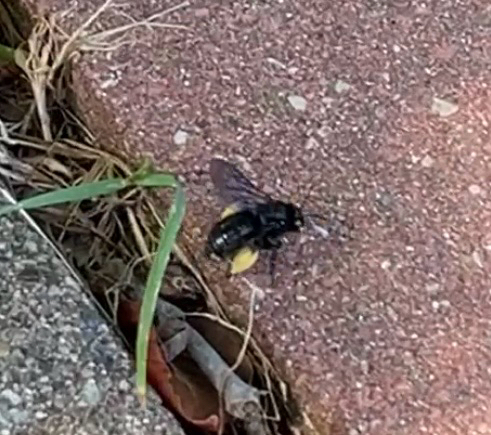Two-spotted Longhorn Bee