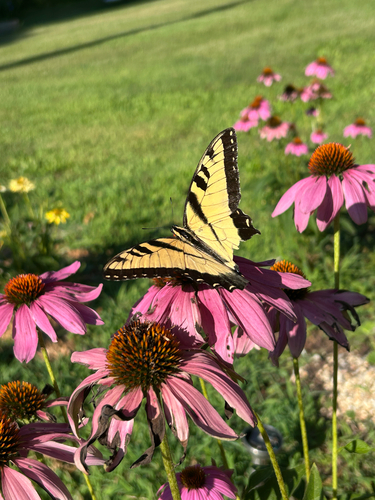 Eastern Tiger Swallowtail