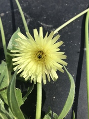 Urospermum dalechampii