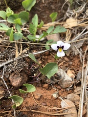 Viola cuneata