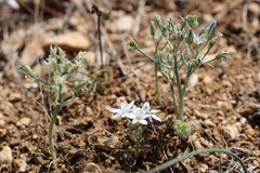 Ornithogalum navaschinii