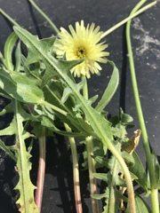 Urospermum dalechampii