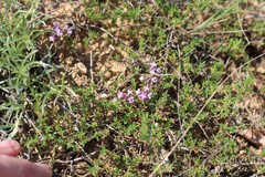 Thymus moldavicus